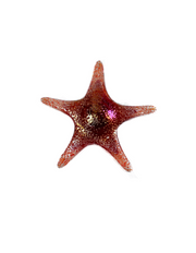 7840BIR Tropical Starfish Wall Art