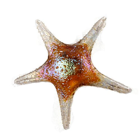 7842BIR Tropical Starfish Wall Art