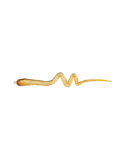 L001NA Long Horn